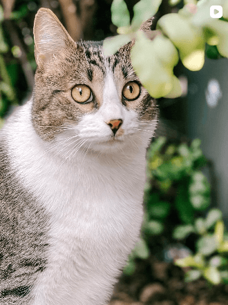 ¿Tu gato está viejo… o está sufriendo dolor?
