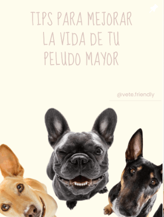 5 tips para transformar la vida de tu peludo mayor